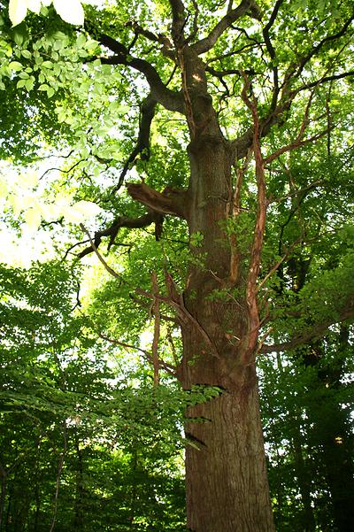 Découvrez le chêne à Madame en forêt domaniale de la Londe-Rouvray.