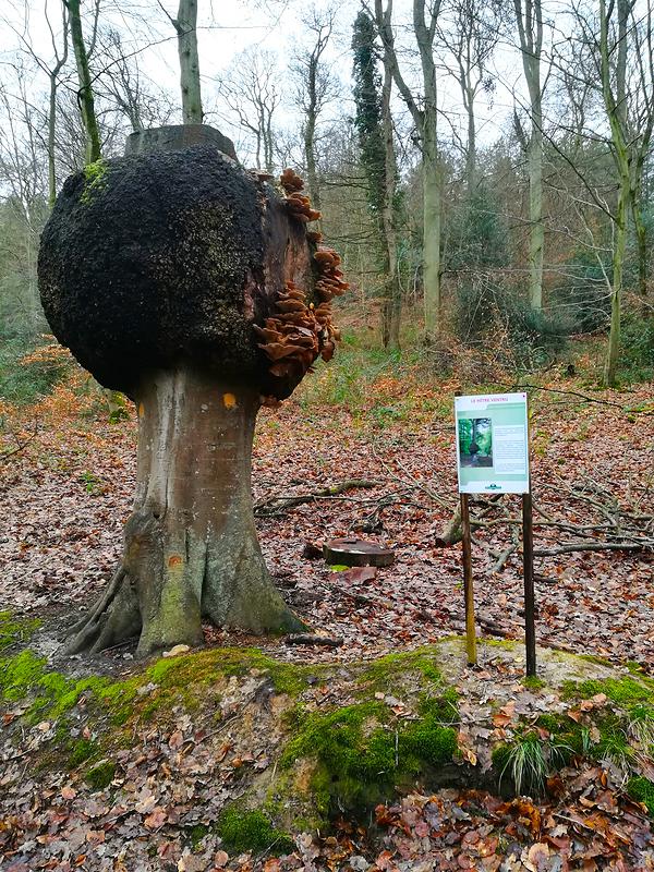 Le hêtre ventru surplombe le sentier du Petit-Essart.