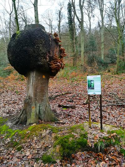 Le hêtre ventru surplombe le sentier du Petit-Essart.