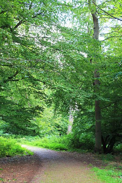Profitez de chemins paisibles avec ce circuit au cœur de la forêt de la Londe-Rouvray.