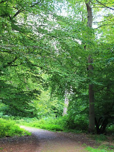 Profitez de chemins paisibles avec ce circuit au cœur de la forêt de la Londe-Rouvray.