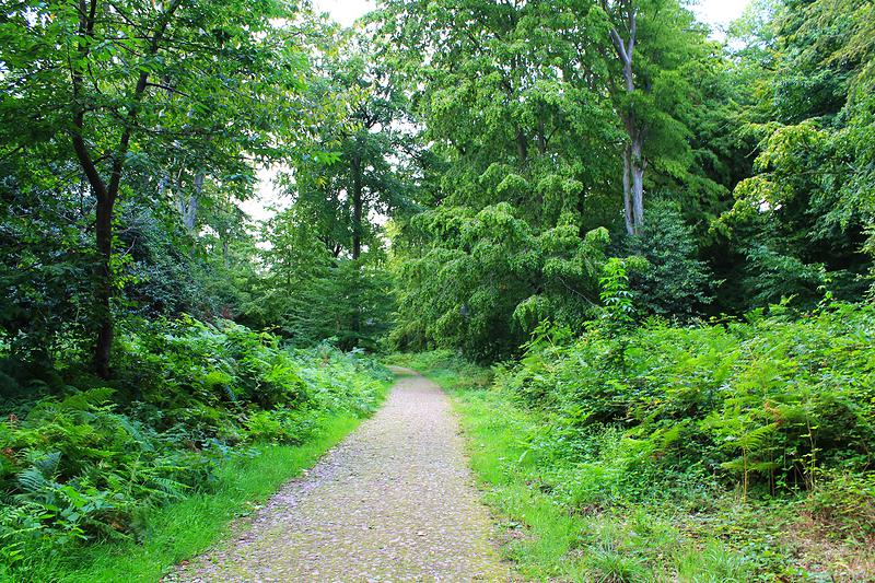 La forêt domaniale de La Londe-Rouvray est dotée de peuplements variés.