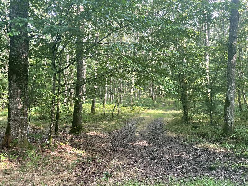 Un chemin dans les sous-bois