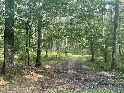 Un chemin dans les sous-bois