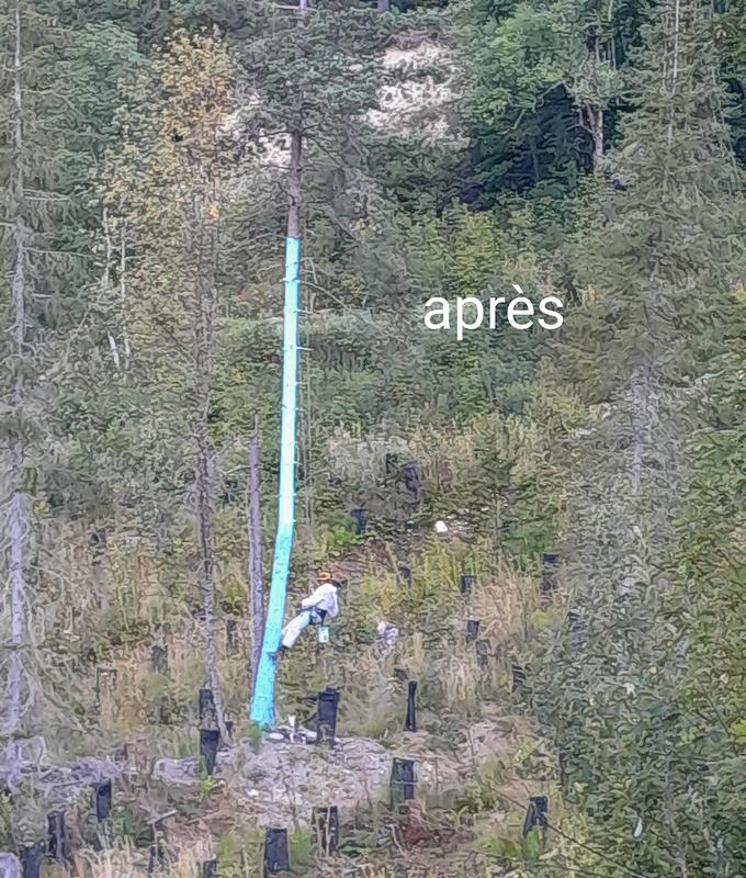 L'Arbre bleu apparu en 2023