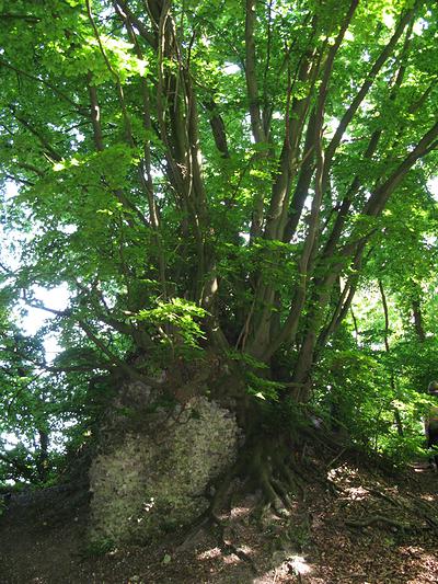 Les ruines du château de la Roche Fouet, à flan de coteau
