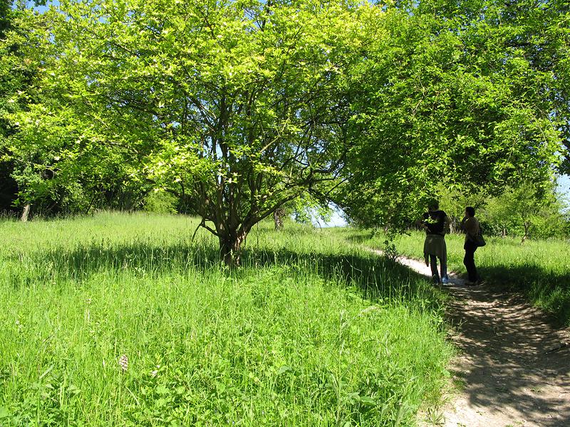 L'un des sentiers traverse la Réserve biologique dirigée d'Orival