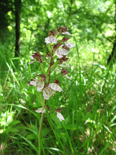Une Orchis pourpre