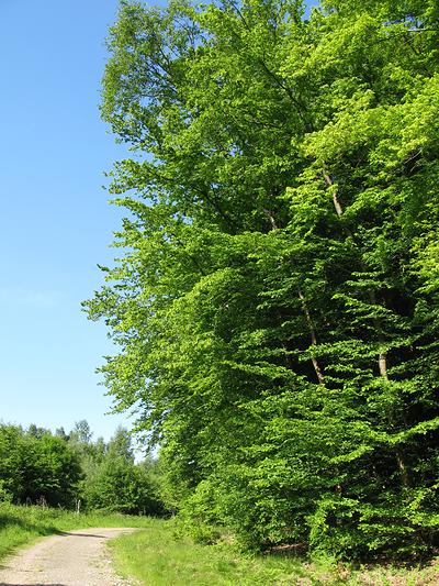 Les circuits empruntent aussi des routes forestières fermées à la circulation publique