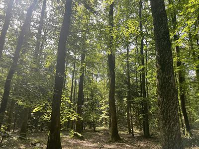 Au cœur de la forêt