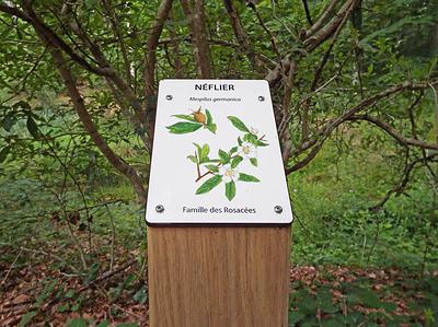24 bornes botaniques rythment le sentier pour apprendre à reconnaitre les essences forestières