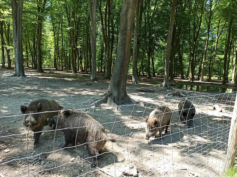 Vous croiserez des sangliers, accueillis par le parc animalier