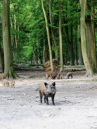 Le parc animalier se trouve à l'entrée de la forêt domaniale de Roumare.