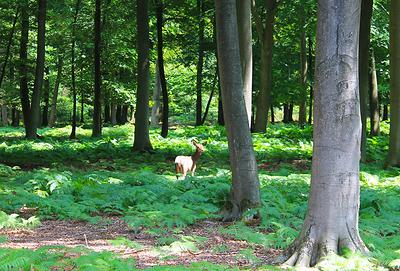 Une biche se rapproche lentement d'un des observatoires, curieuse de ce qu'il s'y passe.