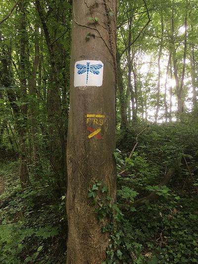 Ouvrez l'œil, la libellule bleue se cache même sur les arbres
