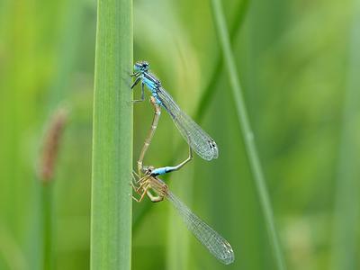 Accouplement agrion élégant