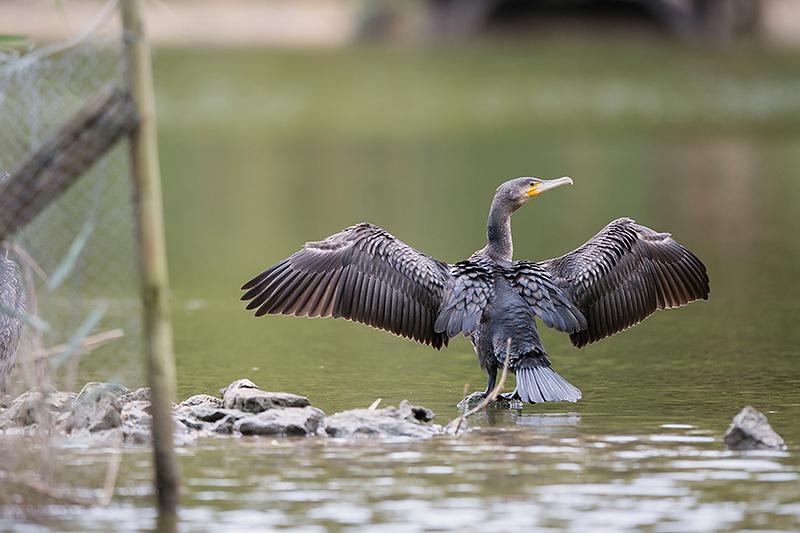 Cormoran