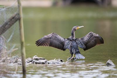 Cormoran