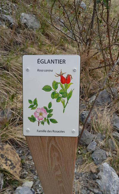 Borne botanique "Eglantier (Rosa canina)"