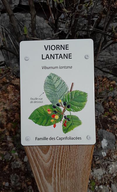 Borne botanique "Viorne lantane (Viburnum lantana)"