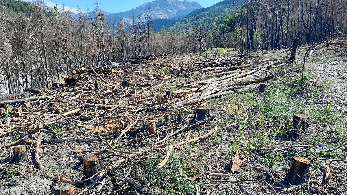 Exploitation des bois brûlés suite à l'incendie qui a ravagé 25 hecatres de forêt à Crots en août 2023