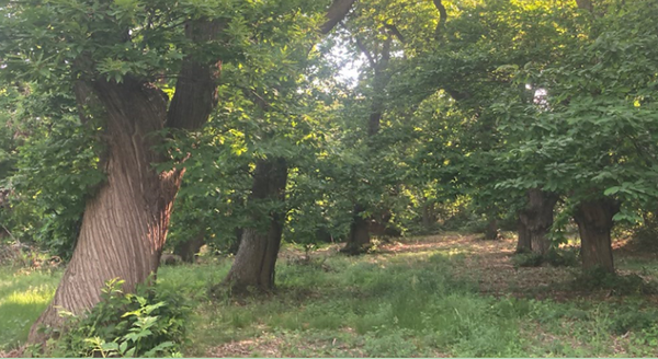 Photo de la Châtaigneraie historique de la forêt domaniale de Marly