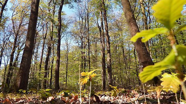 Photo de la forêt de Bercé