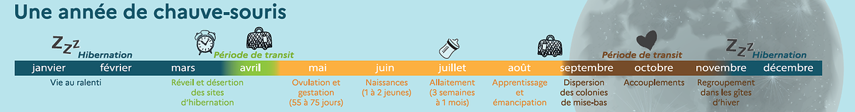 Frise représentant les besoins des chauves-souris au cours de l'année