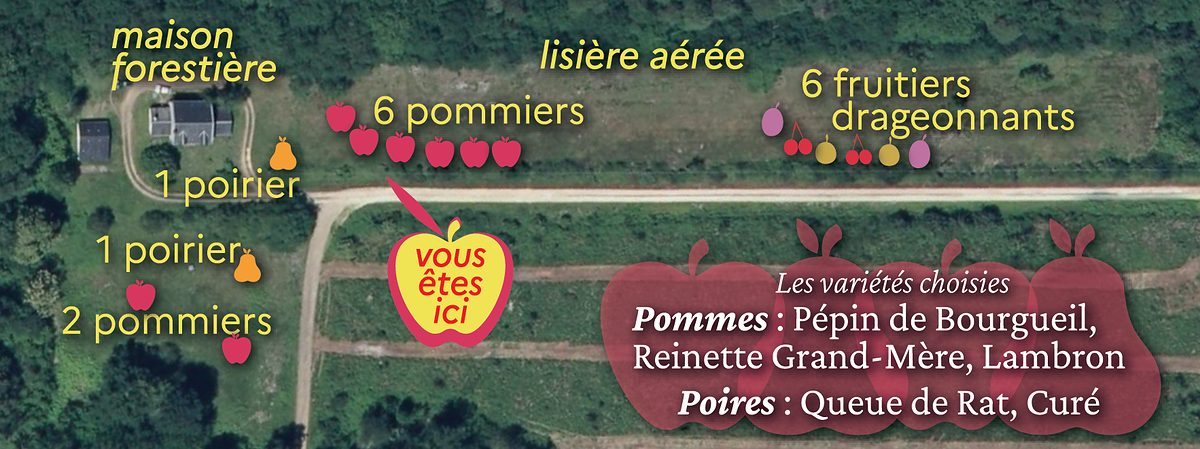 Plan de la maison et des arbres fruitiers