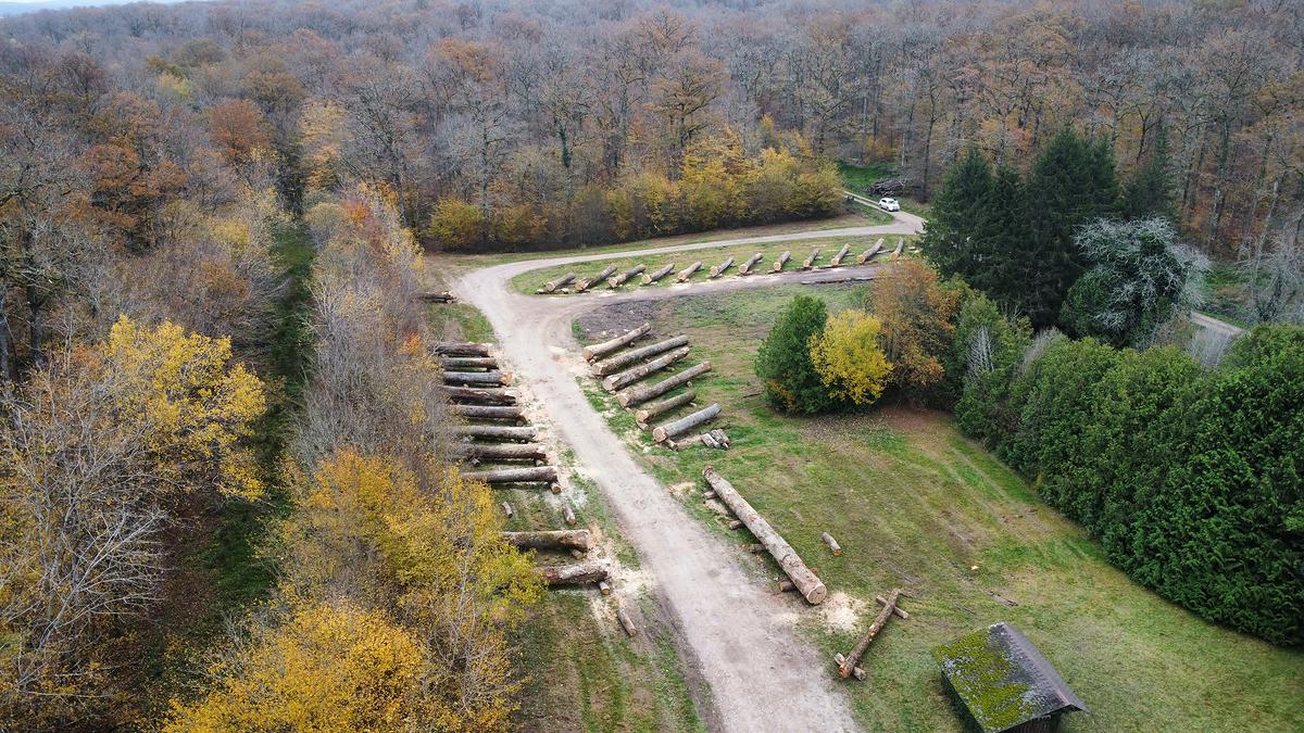 Vue aérienne du parc à grumes de chênes