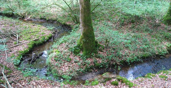 Un petit cours d'eau qui serpente en forêt