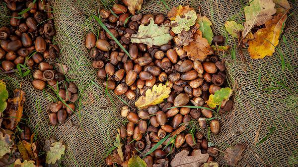 Photos de glands récoltés
