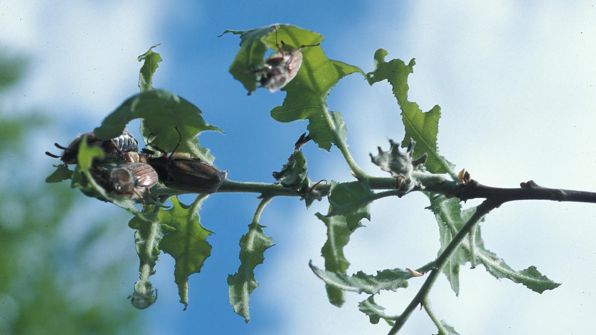 Attaque de hannetons sur chêne, entraînant une défoliation