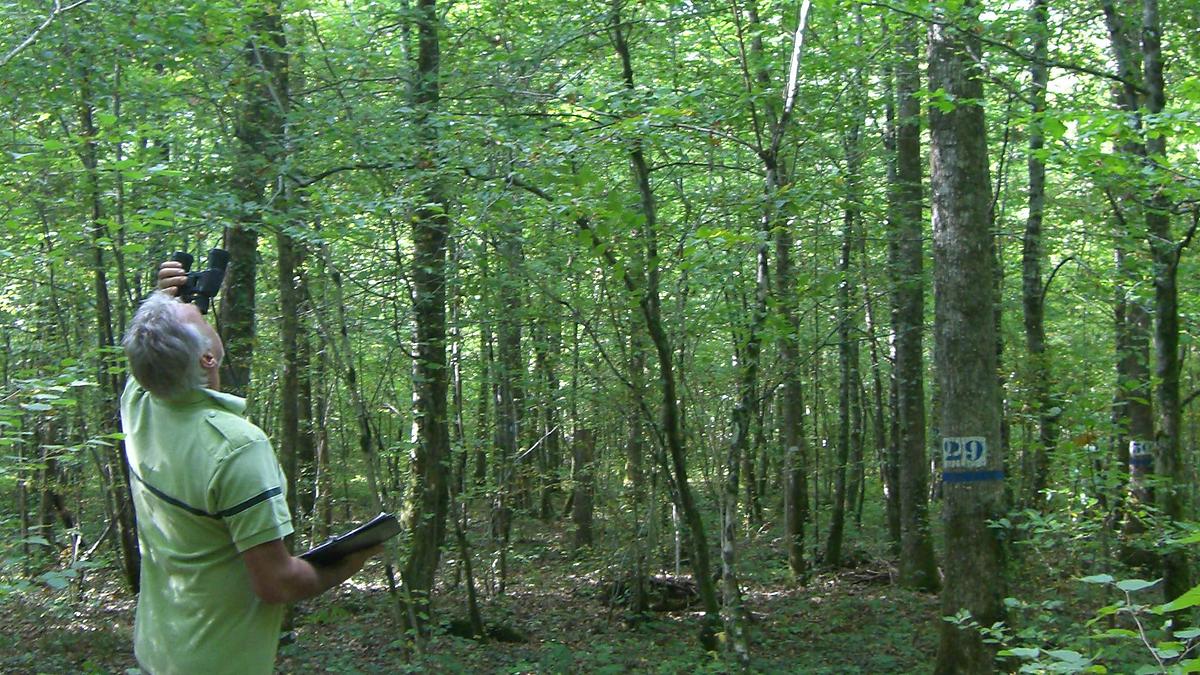 Observation du déficit foliaire par un notateur du département de la santé des forêts