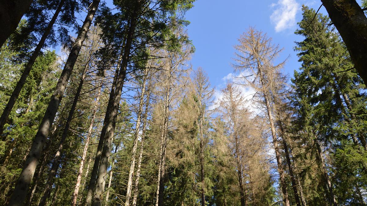 Epicéas morts, ayant perdu leurs aiguilles suite à une attaque de scolytes