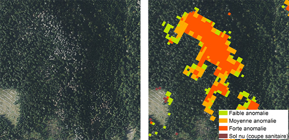 Parcelle de forêt vue d'en haut avec et sans légende Foredead