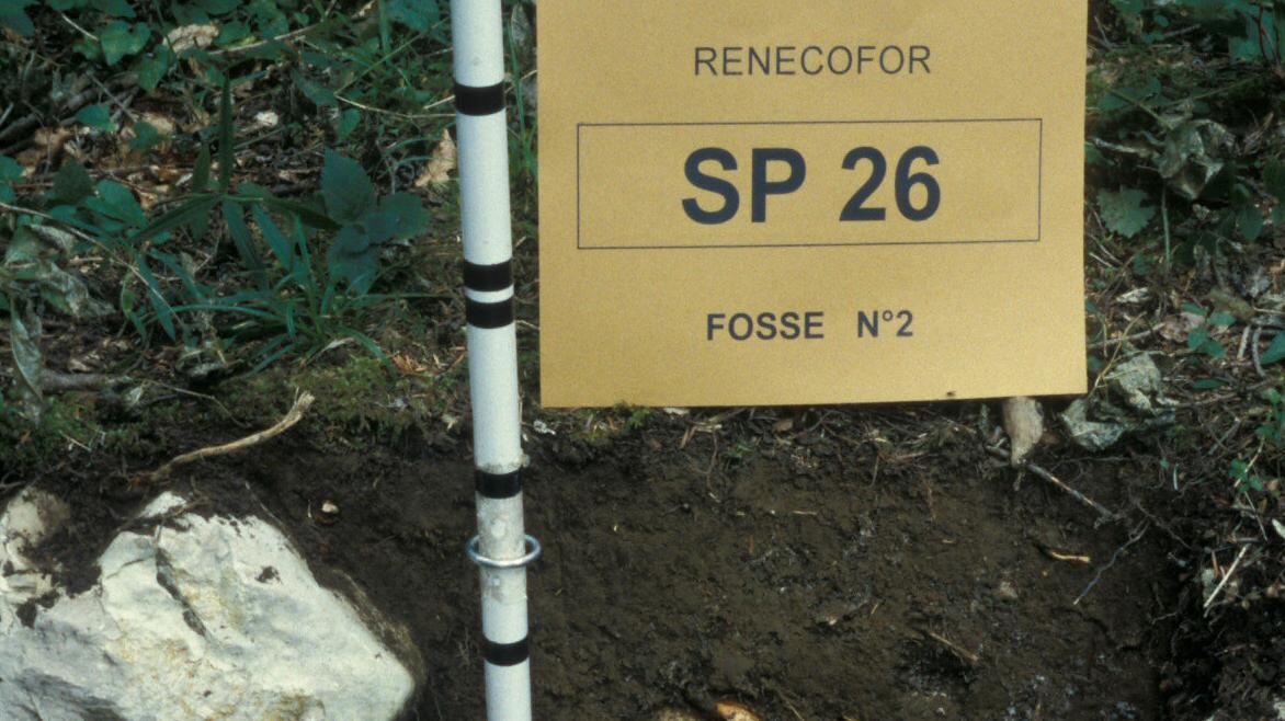 Rendisol