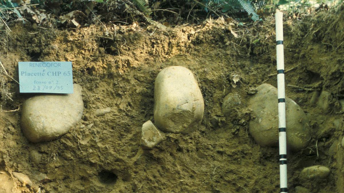Brunisol oligosaturé