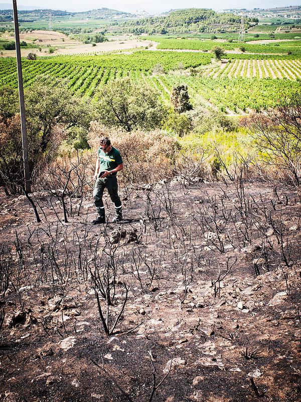 Contrôle de la nature brûlée par un feu récent à Vendémian (Hérault 34)