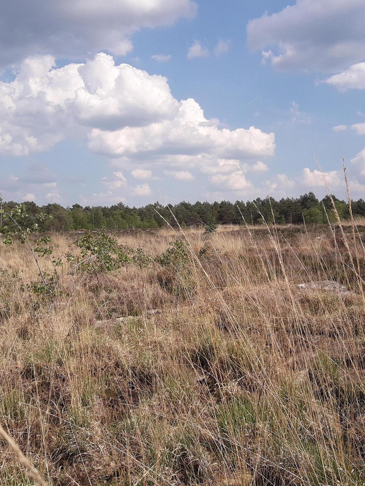 photo de Pelouse calacaire après des travaux de restauration (enlèvement de pins sylvestres)
