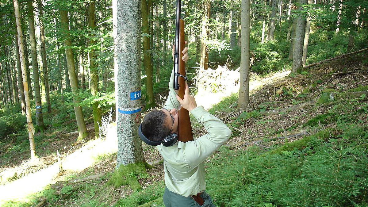 Pour prélever les feuilles dans le haut des arbres, l'utilisation d'un fusil est nécessaire