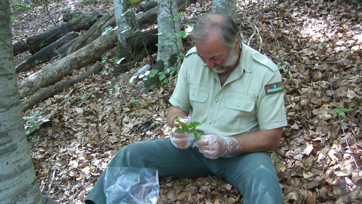 Une fois le tir au fusil réussit, les feuilles sont mises en sac, avant d'être envoyées au laboratoire