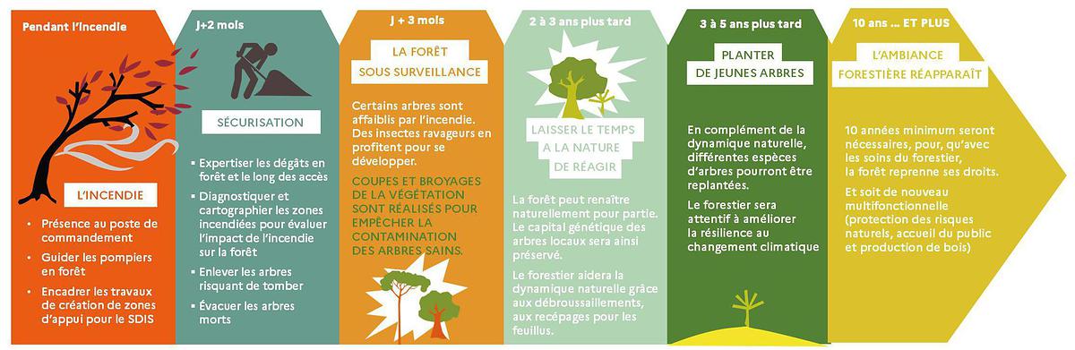 Frise décrivant les actions menées par l'ONF pendant et après un incendie