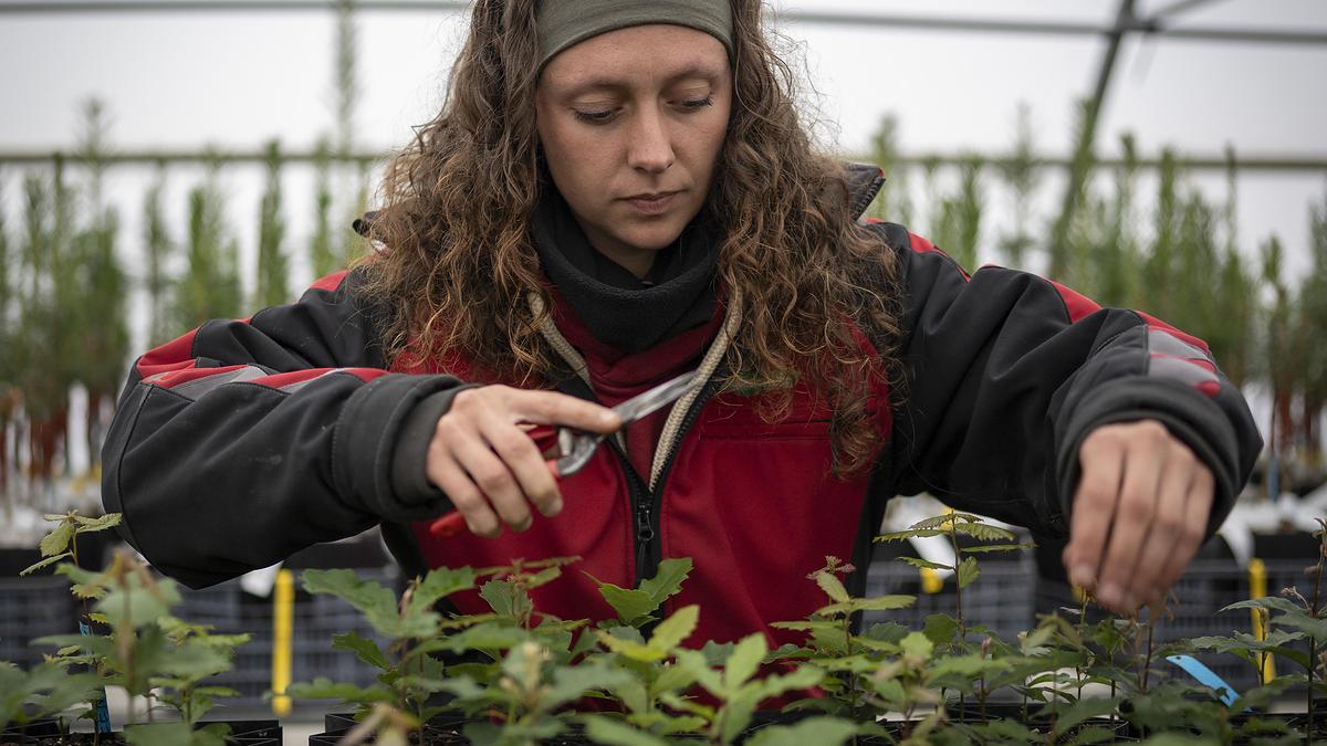Photo d'une Opération de sevrage de jeunes plants réalisée par Laura, opératrice R&D à la pépinière expérimentale de Peyrat-le-Château