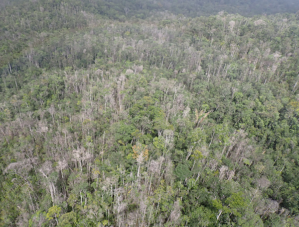 Forêt guyanaise défoliée vue d'un hélicoptère