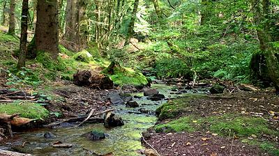 L’eau est très présente dans la forêt de Haslach