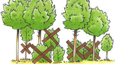 Suppression des arbustes en sous-étage des arbres maintenus.