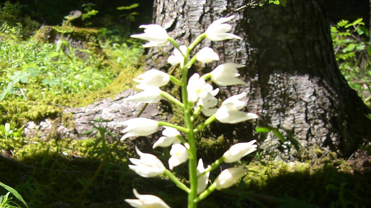 Céphalanthère à longues feuilles - Cephalanthera longifolia