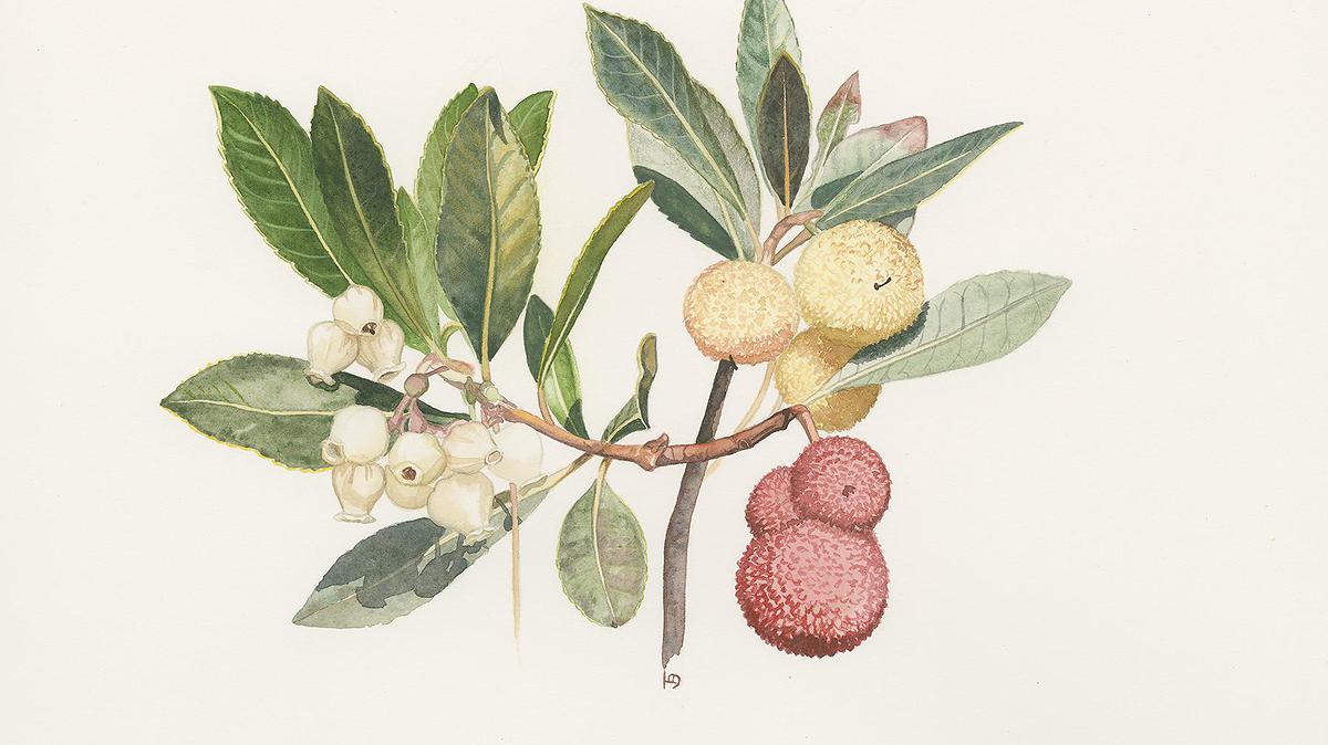 Arbousier - Arbutus unedo L.