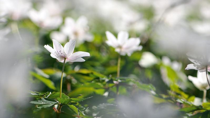 Anémone des bois - Anemone nemorosa